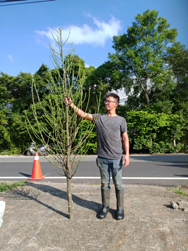 jeff的第二张照片--松溪婚介网
